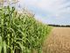 Ucraina: in Italia pronti a produrre 75 milioni ei quintali in più di mais e grano
