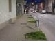 Abbattimento alberi corso Matteotti