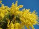Mimosa e cielo. I colori dell'Ucraina
