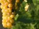 Dopo la conferma della crescita dell'Asti Spumante e del Moscato d'Asti Docg, al via lo sblocco riserva vendemmiale