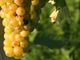 Confagricoltura sul Moscato: “La Regione coordini lo sviluppo del comparto”