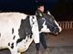 La mucca Ercolina, simbolo delle proteste, ieri sera a passeggio per Sanremo (Sanremonews)