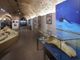 Il Leviatano e le Sirene: apre la straordinaria esposizione paleontologica che svela i segreti del mare antico