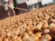 Nocciole: costituita la commissione sulla rilevazione del prezzo della Camera di Commercio di Alessandria – Asti.