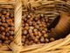 Coldiretti, annata positiva per la nocciola dell'Astigiano. C'è maggior prodotto ed è più buono