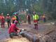 Operai forestali al lavoro