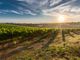 Produttori vinicoli lanciano un grido d'allarme: servono soluzioni per affrontare un periodo critico per l'agricoltura