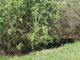 Anche quest'anno la passeggiata alla riscoperta del fiume Borbore