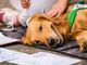 Pet teraphy: la Regione incontra gli operatori del settore lunedì 13 giugno