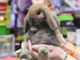 Petsfestival 2019: un’edizione di successo, ma si pensa già all’ottava edizione