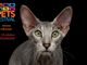 Petsfestival: per l’edizione 2020 sceglie Cremona Fiere