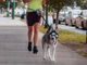 Petsfestival 2022: a passeggio per la città di Cremona con amici a due e quattro zampe