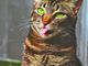 &quot;L’uomo è il più crudele degli animali&quot; (Nietzsche)