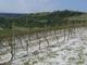 I danni ai vigneti nel nord astigiano di questa mattina (foto Dati Meteo Asti)
