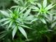 Nuove iniziative rischiano di spingere la coltivazione della cannabis nel mainstream