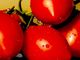 Immagine tratta dal sito www.fondazioneslowfood.com