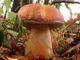L' ASL AT organizza un corso dedicato ai ristoratori e ai venditori di funghi