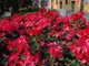 Un cespuglio di rose