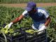 Uno stagionale agricolo