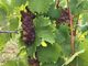Grappoli di moscato danneggiati a Nizza
