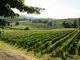 Vigna di Terre Alfieri