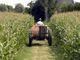 Coronavirus, emergenza anche per l'agricoltura: &quot;Per la manodopera priorità anche agli italiani&quot;