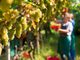 Emergenza manodopera nelle campagne: Confagricoltura Asti potrà disporre di nuovi lavoratori grazie alla piattaforma AGRIJOB