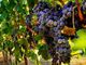 Per l'Anno Internazionale della Frutta e della Verdura, a Canelli un convegno sull'uva