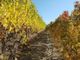 Confagricoltura Piemonte: &quot;Per il vino giorni decisivi, fare bene e in fretta&quot;