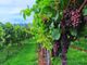 &quot;Scatti della Vendemmia&quot;, conto alla rovescia per l'edizione 2023 del concorso fotografico
