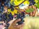 Vendemmia 2023: diminuisce la quantità, tiene la qualità