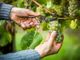 Da domani inizia la vendemmia di alcune uve a bacca bianca