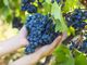 Vendemmia: SOS stagionali dai Paesi dell'Est. A un mese dalla raccolta, la quarantena scompagina i programmi delle aziende