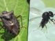 Cimice asiatica e vespa samurai, un pericolo per le colture piemontesi
