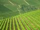 OCM vino: bando da 5,8 mln per la ristrutturazione e riconversione di vigneti per la campagna 2021/2022. Dotazione di 5.8 milioni