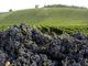 Vino, la soddisfazione di Coldiretti Piemonte: &quot;Aumenta l'export ed è boom per l'enoturismo&quot;