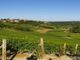A Vinchio si celebrano l'Asparago saraceno e le Vigne Vecchie con riflessioni e sapori