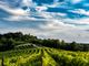 La cantina Vinchio Vaglio ottiene la certificazione Equalitas