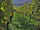Festa delle vendemmia del Moscato d'Asti. A Santo Stefano Belbo la tradizionale celebrazione agricola con assaggi e un convegno