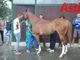Palio di Asti: da domani al via le visite veterinarie