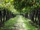 Il Piemonte del vino, unito contro l'emergenza Covid-19