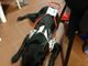 Il cane guida York