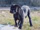 Il piccolo York qualche anno fa