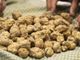 Tartufo bianco (foto d'archivio) Tartufo bianco (foto d'archivio)
