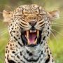 Dalle zebre di Orbán ai leopardi per Trump: leader mondiali e bizzarri zoo privati