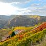 Dai sorì delle Langhe alla bottiglia: la filiera corta di Terrenostre