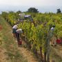 Vino, in Piemonte è crisi totale: le associazioni chiedono interventi urgenti
