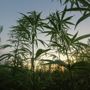 Cia in Consiglio regionale per difendere la filiera della canapa
