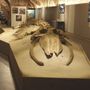 Il fossile di balena, ritrovato a Vigliano, è uno dei preziosi reperti custoditi al Museo Paleontologico di Asti
