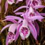 Monale, a caccia di orchidee spontanee con la camminata di primavera di Legambiente Valtriversa